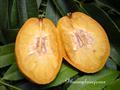آمبارِلا